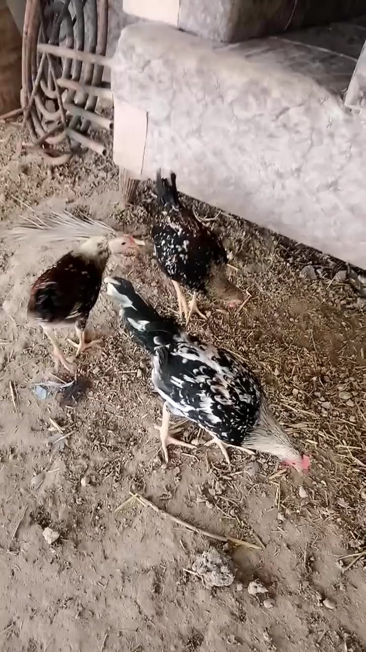 ورد الباكله جماليه وصحه ولقاحات كامله


**إذا كنت صاحب هذا الإعلان وتريد حذفه لأي سبب، رجاءا أرسل رسالة إلى الدعم الفني**