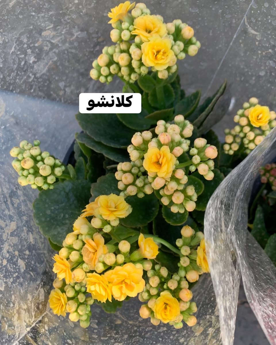 #تفاصيل #داخل #صور


**إذا كنت صاحب هذا الإعلان وتريد حذفه لأي سبب، رجاءا أرسل رسالة إلى الدعم الفني**