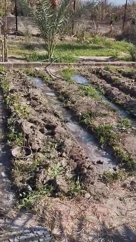 سلام عليكم بيت للبيع مع بستان
مساحه البيت والبستان 100متر

السلام عليكم عندي ١٠٠٠م من ضمن المساحة بيت بالمقدمه ٢٦٠م بناء درجة أولى كله طابوق والسقف كونكريت مسلح والباقي كله نخل شويثي وكنطار حوالي ٦٠ نخله ونبك مطعم حوالي ٢٠ وتين وعنب وماطور غطاس على الشط ويبعد البيت عن الشط حوالي ١٨٠م  

تفاصيل

عل خاص او اتصل هاذ رقمي والشراي بي خير ويدلل هاذ

***********
