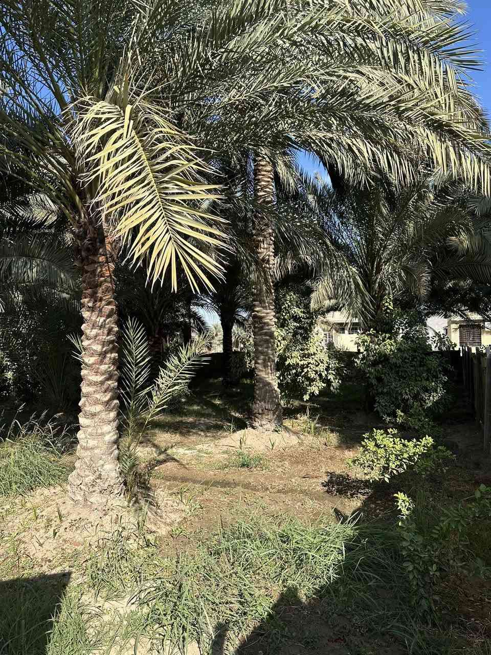 🔴 أرض للبيع المساحة 400 متر
🔴 الموقع كربلاء شارع بغداد مقابل عامود 50 جهة الدخول الخدمي جهة النافورة قرب الشارع العام 
🔴 طابو زراعي سند 25 أقرار محكمة 
🔴 تقع الأرض في منطقة سكنية توجد فيها كافة الخدمات ماء وكهرباء ومجاري وتبليط 
🔴 يوجد فيها أشجار ونخيل 
🔴 الواجهة 14متر و30سم 
🔴 السعر 250 مليون وبيها مجال بسيط جداً 
🔴 للأستفسار الأتصال ***********
