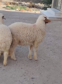 اليريد يذبح له رمضان موجود طلي فحل دبل سعره 285 بي مجال قليل كلش الشرا...