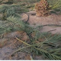 سعف نخيل • حاجز للمزارع • بسفوان