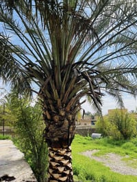 وبركاته  مستمر ان شاء الله بتكريب النخيل اي شخص عندو نخلة تريد تكريب ا...