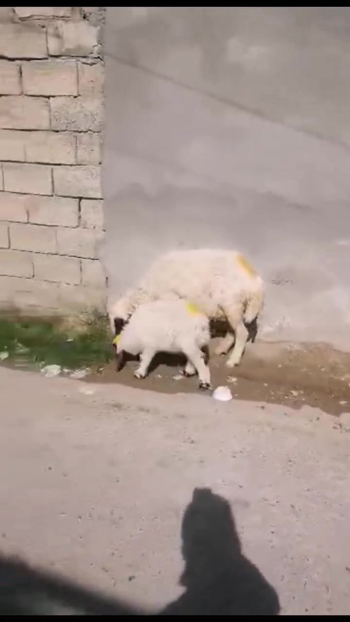 يوجد نعجه مطفل ورجينه وعشره فوك بنته شرط النصاحه العنوان بيجي الرقم الهاتف ***********زين
