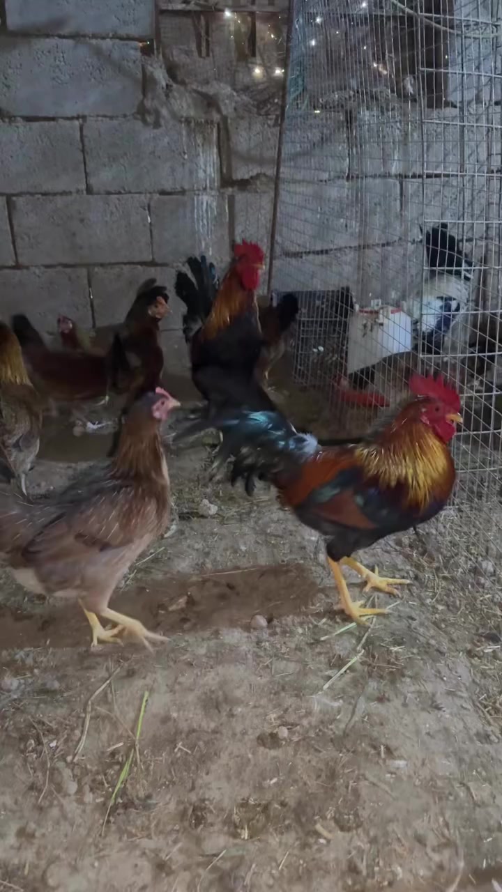 السلام عليكم متاح بيض من هاذه الحلال الكويتي سعر الطبقه 35 الحلال مكان ديالى رقم *********** يوجد توصيل عله حساب المشتري
