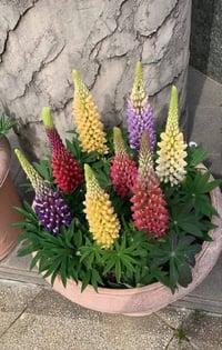 بذور ترمس • نادرة • توصيل