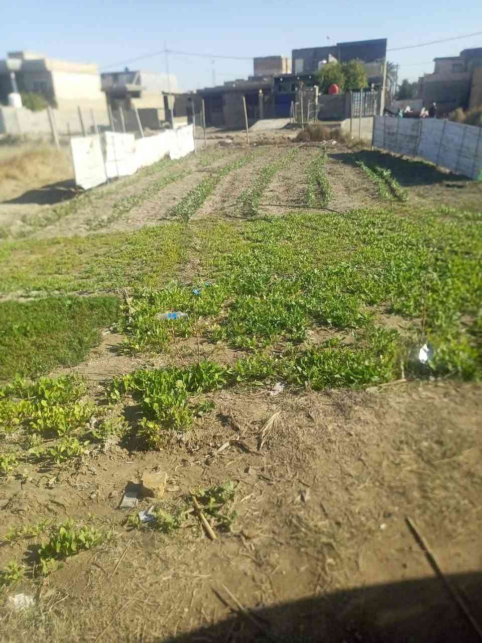 ‏سلام عليكم 
قعتين وحده ٥٠٠ م سعره ٥ ملايين
وثانيه ٤٠٠م سعره ٤مليون 
العنوان حله شارع 80مال نجف 
جنس الارض اصلاح زراعي 
‏‪***********‬‏ شراي اتصل اني مكلف بنشر
