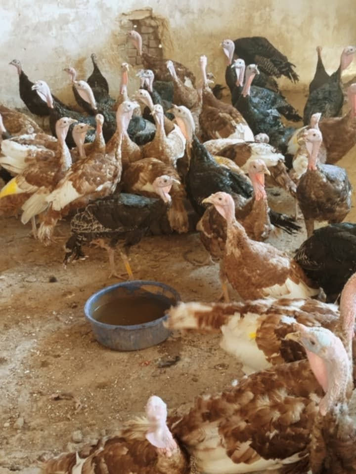 سلام عليكم 
للبيع علو عدد 25 سمان فول وزن من 2 نص الى 4 كيلو نصحات فول وصحه ونشاط مكان الموصل 
شراي يتواصل على رقم او يجي خاص ***********
‏‪***********‬‏
