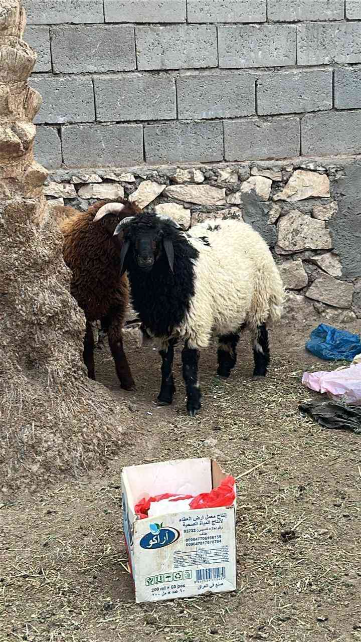 بسم الله متاح طليان درجه اولا مكانهن الانبار الرمادي صوفيه الشراي بي خير ويدلل ***********
