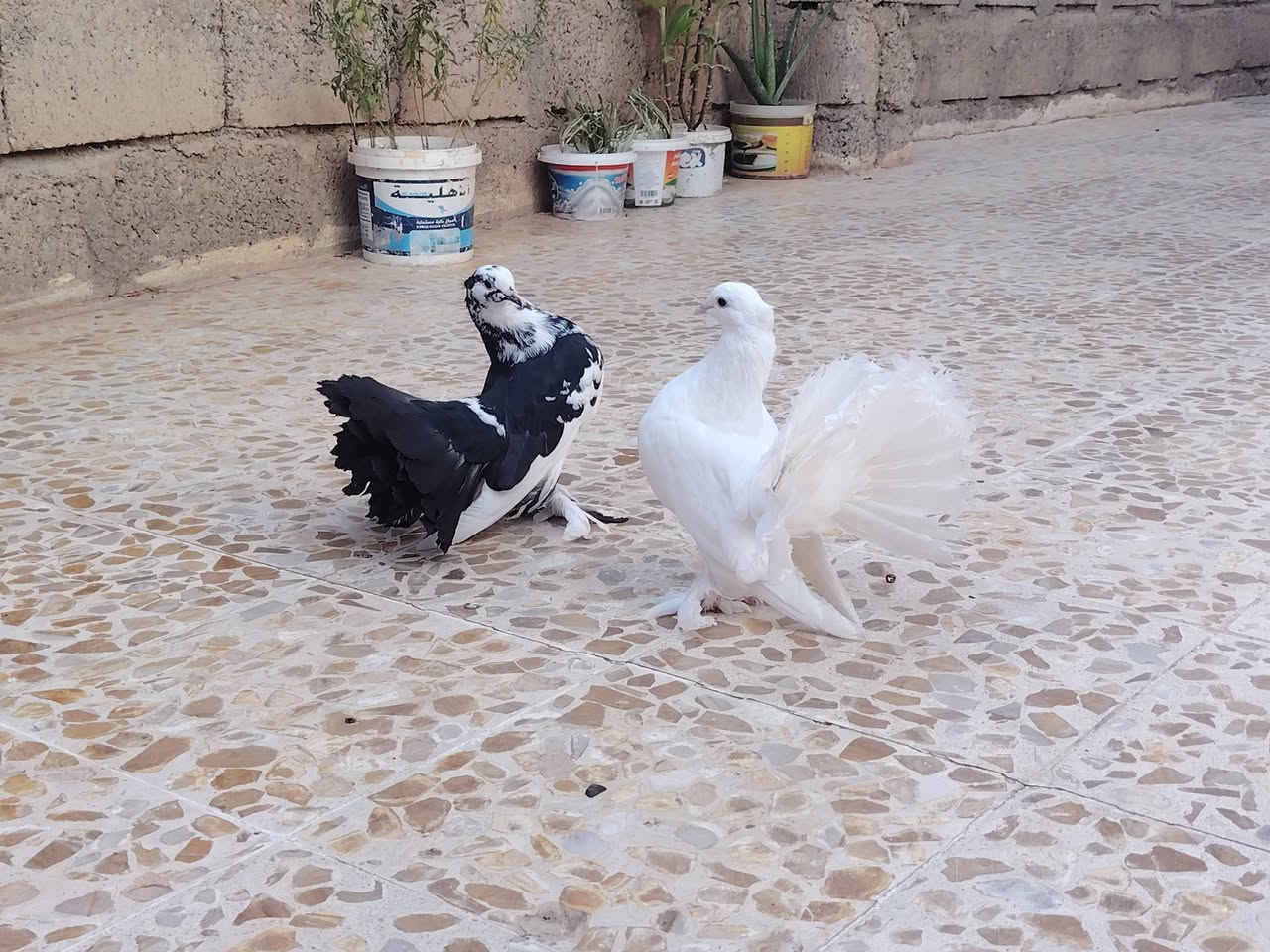 متاح 35🔐


**إذا كنت صاحب هذا الإعلان وتريد حذفه لأي سبب، رجاءا أرسل رسالة إلى الدعم الفني**