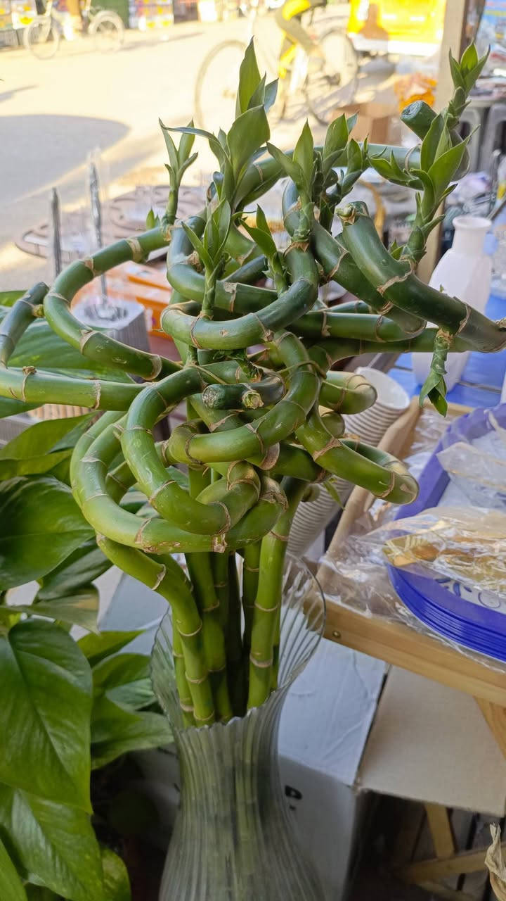 وصلت مجموعة نباتات طبيعية لبلاب تعليگ أو عمودي ورد موسمي عصا موسى العنوان شارع عرق النسا مقابل علوة نافع لبيع الفواكه والخضراوات الليث للتحفيات والزهور الصناعية


**إذا كنت صاحب هذا الإعلان وتريد حذفه لأي سبب، رجاءا أرسل رسالة إلى الدعم الفني**