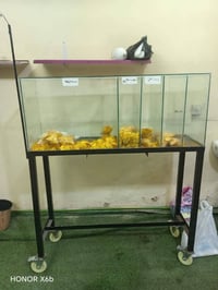 عارضة جبس • كرزات • موقع الشعب