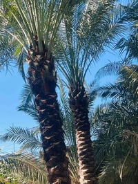 سعف وكرب • حمل كيتين • راسلنا