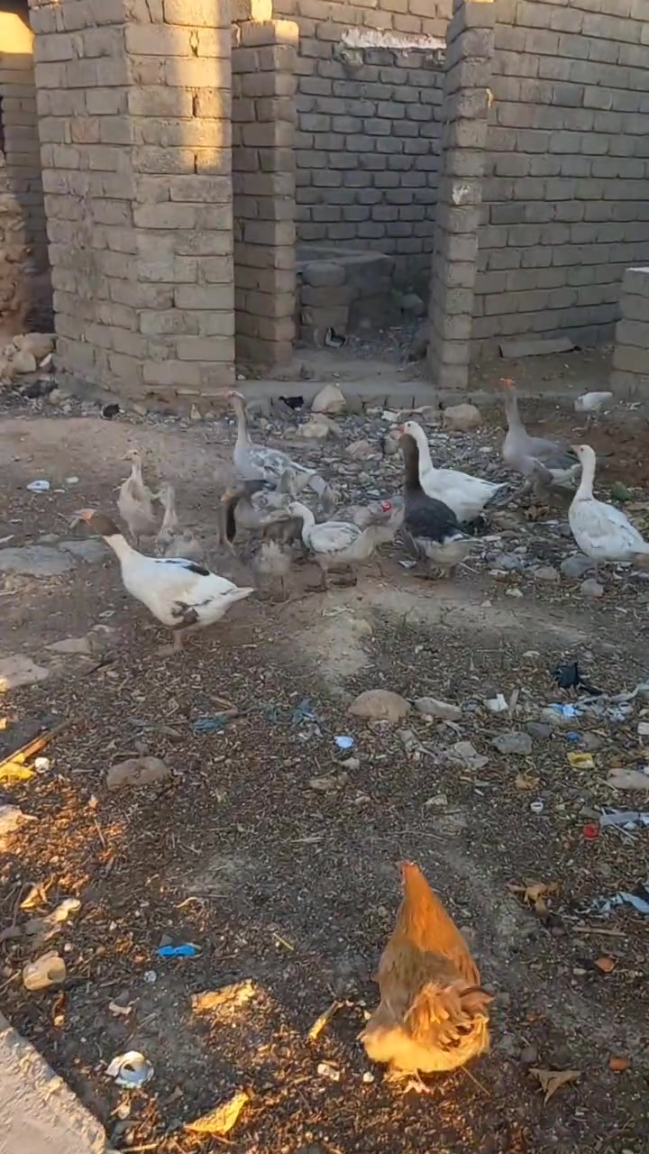 قازات للبيع ***********
