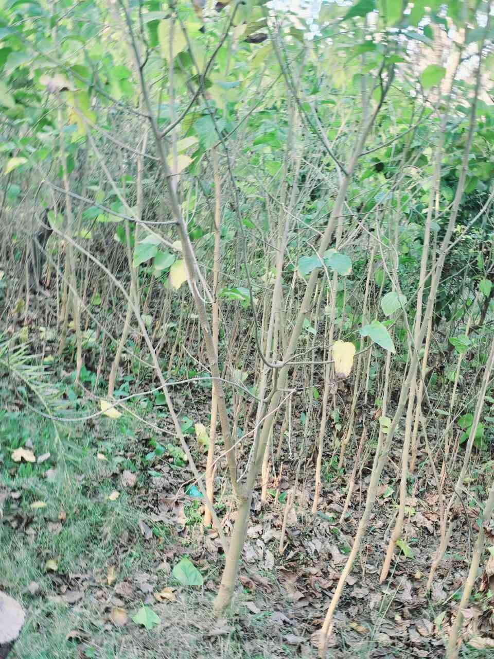 ويتوفر حمضيات برتقال ونومي حامض ونارنج شرط اصل حسينية العنوان كربلاء الحسينية قرب جسر 🌉 الإبراهيمية 

سعر التكي مشلوع وكامل تريد بليفه تريد سندانه السعر 3 الاف احجام خشنه والعدد مفتوح اي استفسار اتصلوا بالأرقام 

(  ***********  )(  ***********  )
