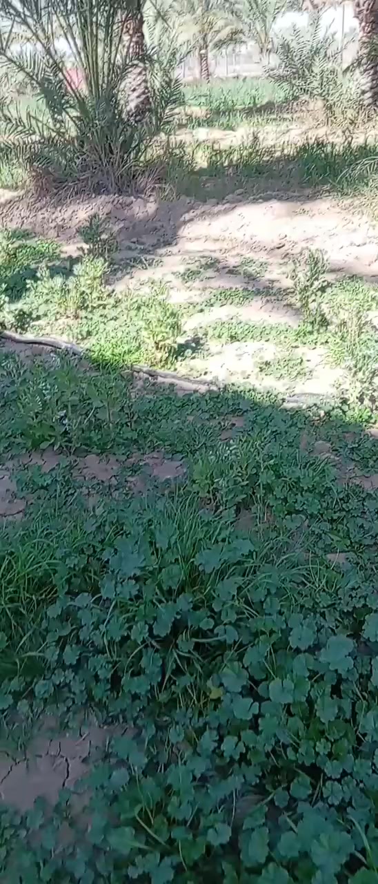 قطعة أرض ٣٠٠ متر للبيع سعر ١٥مليو ن موجود كافه الخدمات داخل المنشور كل المعلومات


**إذا كنت صاحب هذا الإعلان وتريد حذفه لأي سبب، رجاءا أرسل رسالة إلى الدعم الفني**