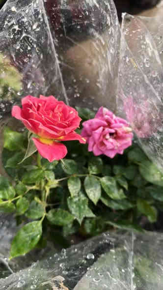 السلام عليكم  ..🌹🌱🌹🌱🌹
اليوم توفرة لدينا تشكيلة جميلة التفاصيل اسفل الصور 
للطلب والاستفسار مراسلة الصفحه او واتساب او اتصال 
***********
***********
الناصريه ..قلعة سكر . الحي العسكري
