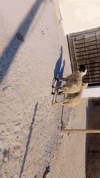 يا الله نعجات حلوات وافيات صحيات شرط الصحه وسالمات من كل عيب وين راحو جنايه على باب  الله نعجات حلوات مالات بر راكبات عليهن شهرين على ذمت راعيهن حلف على بخت راعيهن تنزيلات بلاش سعر على 195 وبيهن مجال بسيط المكان البصره الزبير وشراي يتصل بلخدمه ***********
