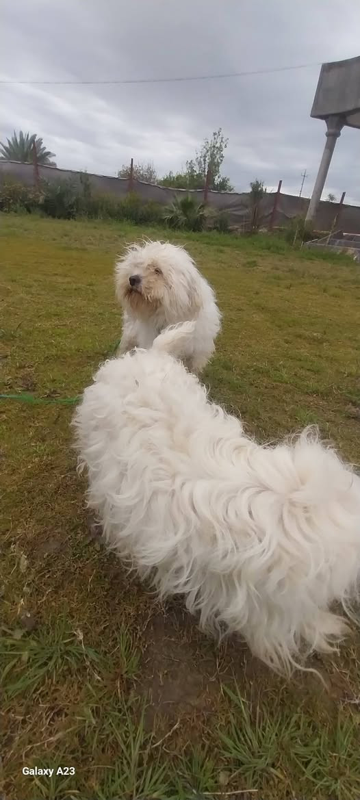 كلاب للبيع فحل ونثيه تريد تجيب وبسعر مناسب ***********
