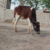 بجر • درجة أولى • قرية شكرآ