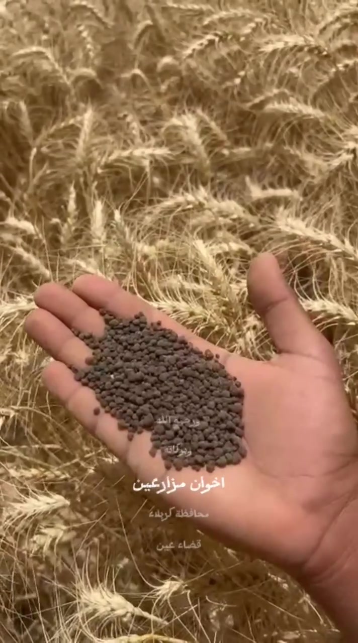 النتائج الحقيقية تتحدث من الميدان! 🌾 الراعي الرسمي لإنتاجية وفيرة.
​نشارك معكم اليوم تجربة أحد مزارعينا الأبطال في محافظة كربلاء (قضاء عين التمر)، حيث أثبت السماد العضوي المطور كفاءته العالية في زيادة كثافة محصول الحنطة وتحسين جودة السنابل بشكل استثنائي.
​أهم مميزات السماد العضوي لدينا:
​وفرة في المحصول: يعزز نمو السنابل ويزيد من كثافة الحقل.
​استدامة التربة: يغذي الأرض بالعناصر الأساسية دون أي أضرار كيميائية.
​كفاءة اقتصادية: يضمن لك أعلى إنتاجية بأفضل جودة.
​استثمر في أرضك اليوم، وشاهد الفرق بنفسك في موسم الحصاد!
​📍 للحجز والاستفسار أو لطلب كميات، يسعدنا تواصلكم معنا عبر الرسائل مباشرة 📩
أو اتصل بنا على: [ +964 772 690 2432 ]
[ +964 771 769 5408 ]
​[معمل تربة]
نزرع الثقة.. لنحصد الجودة.


**إذا كنت صاحب هذا الإعلان وتريد حذفه لأي سبب، رجاءا أرسل رسالة إلى الدعم الفني**