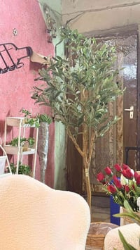 شجرة زيتون • ١٧٥سم • للبيع