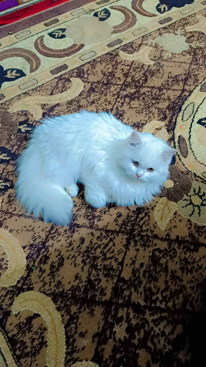 السلام عليكم قطه للبيع السعر25 الف القطه حلوه ونظيفه ومرتبه وعمرها ما يتجاوز سبعه اشهر  اوكلشي تاكل ايشيه للاستفسار او العنوان ناصريه حي الشموخ اي استفسار اتصال على رقم الموجود فقط اتصال مكلف بالنشر***********
