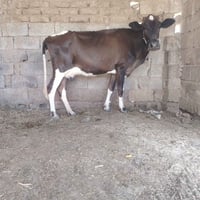 سديره سفلئ • بجر حلوب • ثاني بطن