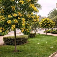 الأكاسيا المصرية • نمو سريع • مشتل العذاري