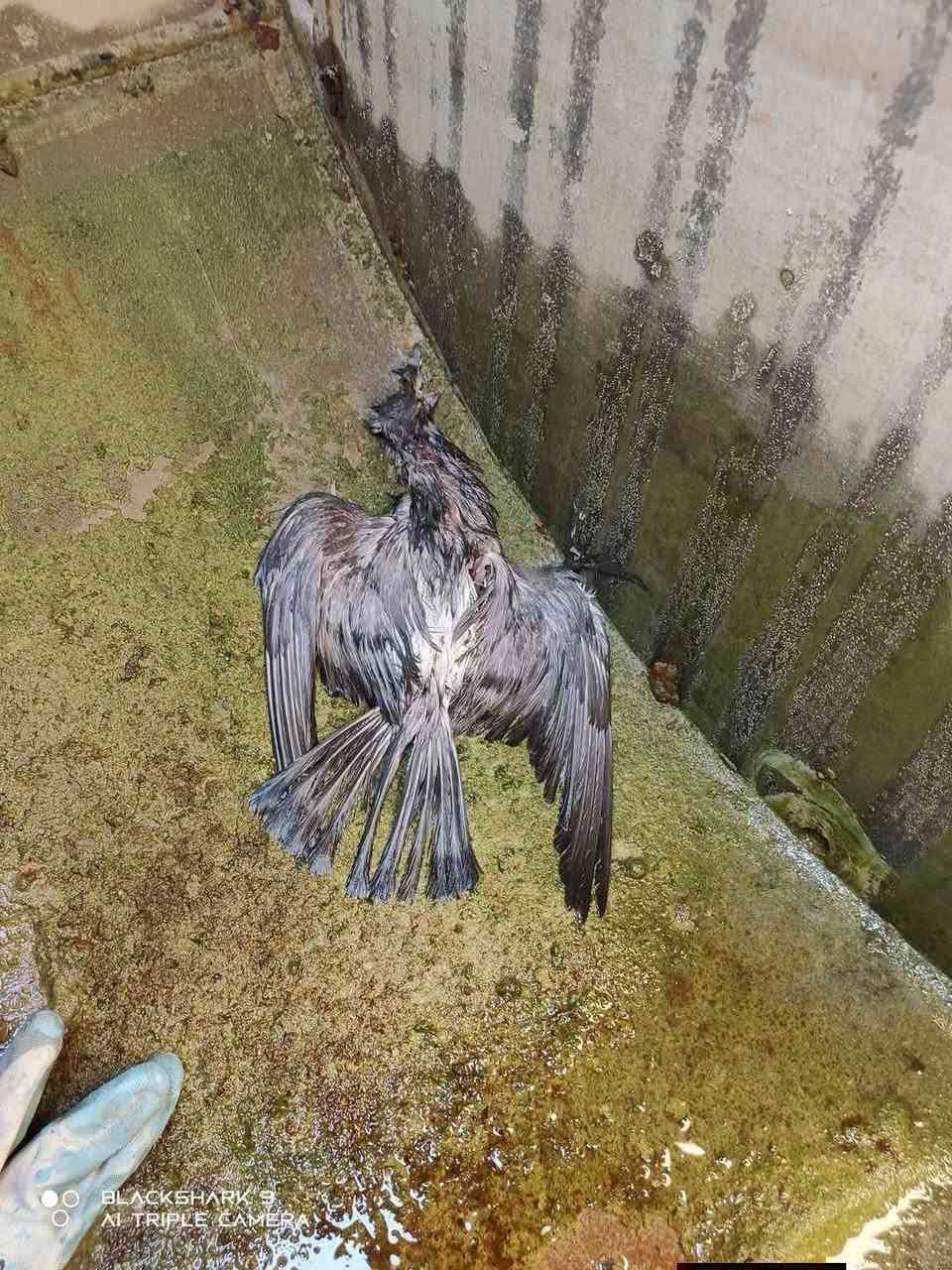 داشکاندێکی گەورە لە %50 داشکاندمان کردوە
لەبەر ئەوەی خەڵک موچەی وەرنەگرتوە پاککردنەوەی تەنکیەکان کارێکی زۆر پێویستە  
***********
***********
سلێمانی و عەرەبەت
