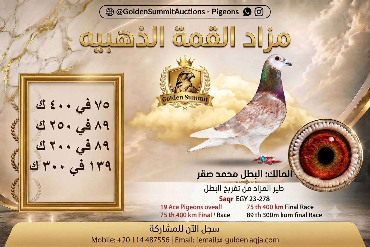 اليوم تمام الساعه  6🧭 مساء علي👈 مزاد القمة الذهبية 🏆

https://chat.whatsapp.com/FpcwKzwyI1EEXj0k0qRgMz?s=cl&p=a&mlu=0

البطل صقر  ١٩ ايس بيجون نقطه  المنصوره الدوليه 

⭐ 19 ايس اوفر اول 
✍ 75  السباق النهائي  400 ك 
✍ 89 سباق 250 ك 
✍ 89 سباق 200  ك 
✍ 139 سباق  300 ك 

🔥الاب  جان اردن × كاتريز × فان لون  ابن مباشر لحمام اللواء محمود سعيد  

🔥الام   فان لون × ديكلاك × لويس اكلوس × ماترن 
حمام البطل  محمود الكومي


**إذا كنت صاحب هذا الإعلان وتريد حذفه لأي سبب، رجاءا أرسل رسالة إلى الدعم الفني**