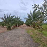 للبيع للبيع  مزرعة   ١٥   دونم طابو زراعي تحويل مباشر   تقع على السريع...