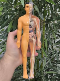 مجسم طبي • متكامل • تعليمي
