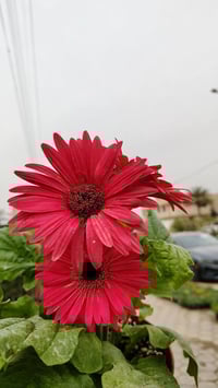 مشتل زهور واسط • كوت فلكه الحاوي • توصيل داخل الكوت