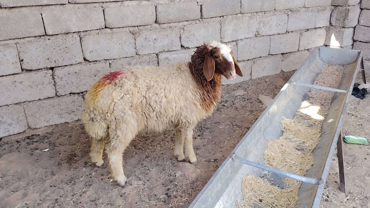 السلام عليكم اخوان للبيع فطيمه مال ذبح درجى أولى المكان صلاح الدين بيجي قرية المزرعة للاستفسار للاتصال ***********
