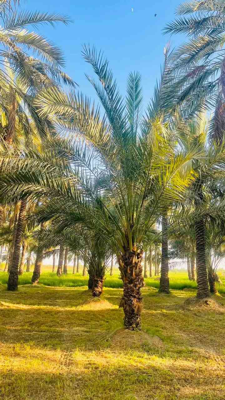 🌴 للبيع نخيل خستاوي كبير ومثمر 🌴
فرصة مميزة لأصحاب البساتين والراغبين بالاستثمار الزراعي.

✅ العدد: 8 نخلات

✅ الصنف: خستاوي

✅ أشجار كبيرة وقوية.

✅ قسم منها محمل بالتمر لهذا الموسم، والقسم الآخر يحمل في الموسم القادم.

💰 سعر النخلة الواحدة: 50,000 دينار عراقي فقط.

📍 العنوان: واسط – قضاء الصويرة – قرية جويميسة الغربية.

📞 للاتصال: ***********

📱 واتساب: ***********

للجادين فقط، والصور المرفقة توضح حالة النخيل وحجمها.

الأولوية لمن يحجز أولاً.

🌴🤝

