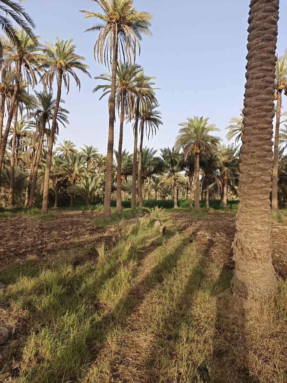 للبيع مساحة ارض دونم و950 م² تحتوي على مغروسات نخيل وماء سقي سيح في مكان هادئ ومجميل وطبيعة خلابة ،تبعد عن المدرسة 250 ثانوية وابتدائية ، كذلك بالقرب من كافة الخدمات 
تصلح مكان متنفس عائلي ومكان راحة واستجمام / طويريج _قرية البو گريده 

***********
