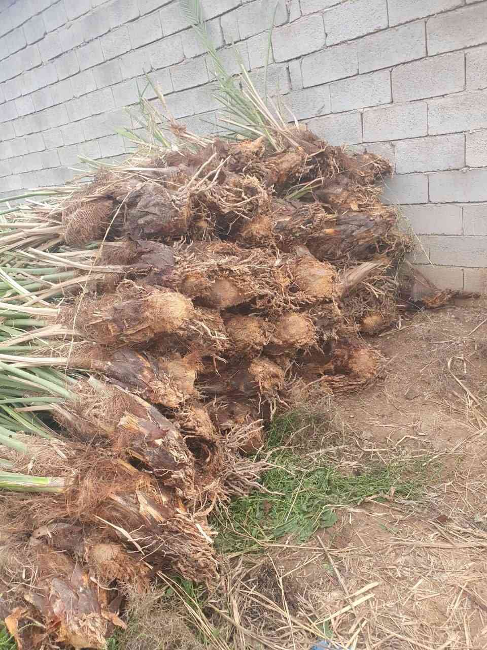 السلام عليكم.            يوجد لدينا فسائل نخيل أستعمران درجة أولئ للبيع السعر مناسب جداً  المكان ميسان قضاء قلعة صالح للاستفسار الإتصال على الرقم *********** يوجد واتساب
