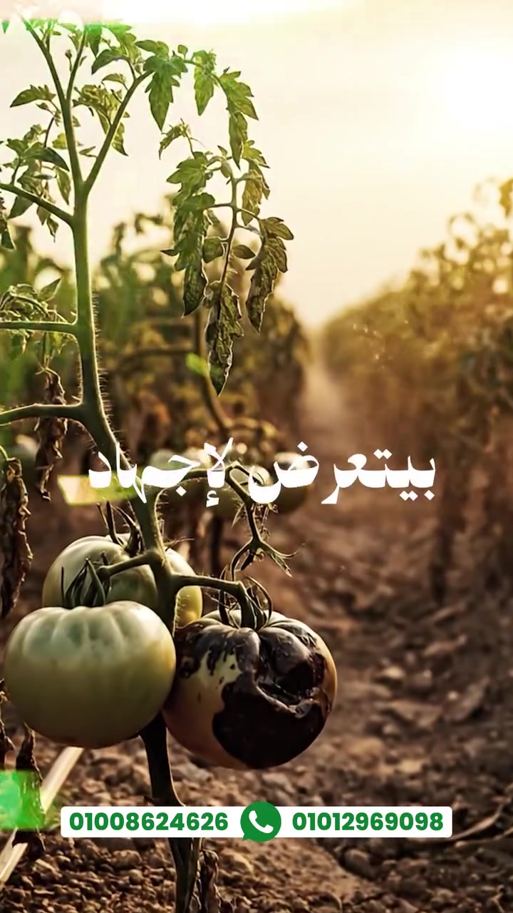 نباتك عقده ضعيف ومفيش صلابة !!! 🌱
يبقى أكيد نباتك محتاج تغذية سليمة وبيعاني من نقص كالسيوم 👌

وهنا ييجي دور ستيلو ستار ✨
كالسيوم مخلب على طحالب بحرية… يعني تضرب عصفورين بحجر واحد 🦅🦅
✅ تقوية العقد وزيادة الصلابة
✅ تحسين النمو والتغذية بشكل أقوى وأسرع

🔥 واستفيد دلوقتي بالعرض الخاص
بدل ما كان بـ 1100 جنيه
بقى بـ 750 جنيه فقط 💥 حتى نفاذ الكمية 

 الحق اطلب من موقعنا دلوقتي قبل نفاذ الكمية ⏳

أو من خلال الواتساب  010 12969098


**إذا كنت صاحب هذا الإعلان وتريد حذفه لأي سبب، رجاءا أرسل رسالة إلى الدعم الفني**