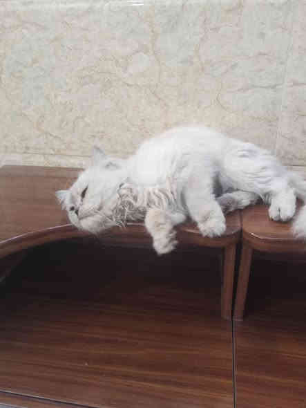 السلام عليكم بزونة للبيع نضيفة وحلوة مال بيت فووول الافة طينة السعر 75مكاني بغداد البلديات ***********
