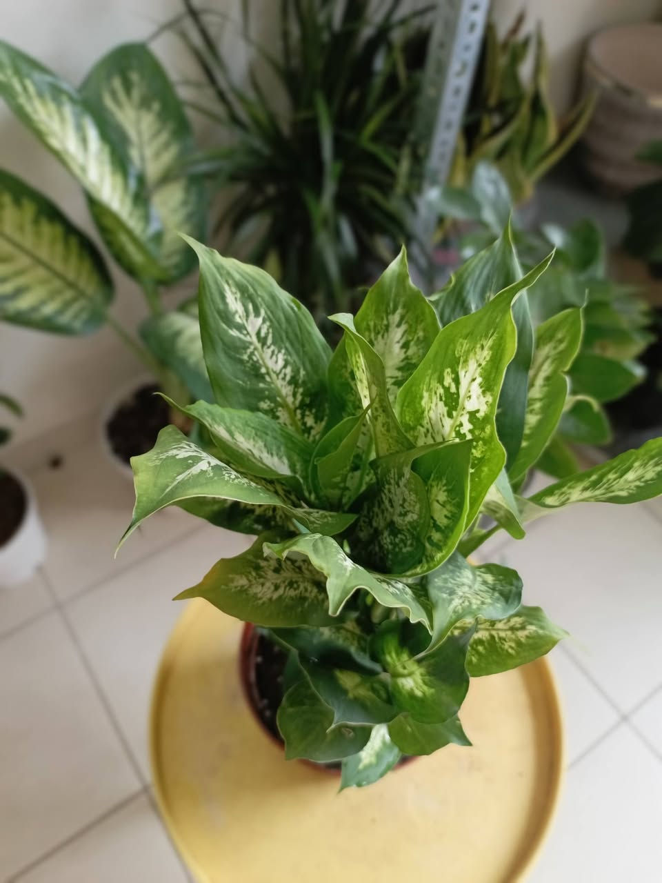 #دفنباخيا مبرقشة هولندية كثيفة الأغصان قياس 50سم تقريبا ب12


**إذا كنت صاحب هذا الإعلان وتريد حذفه لأي سبب، رجاءا أرسل رسالة إلى الدعم الفني**