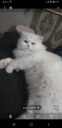 للتبني