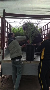 فسائل برحي نسيجي • عمر ٣ سنوات • واسط الصويرة