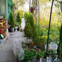 مشتل المسرة • نباتات ظلية • نباتات خارجية