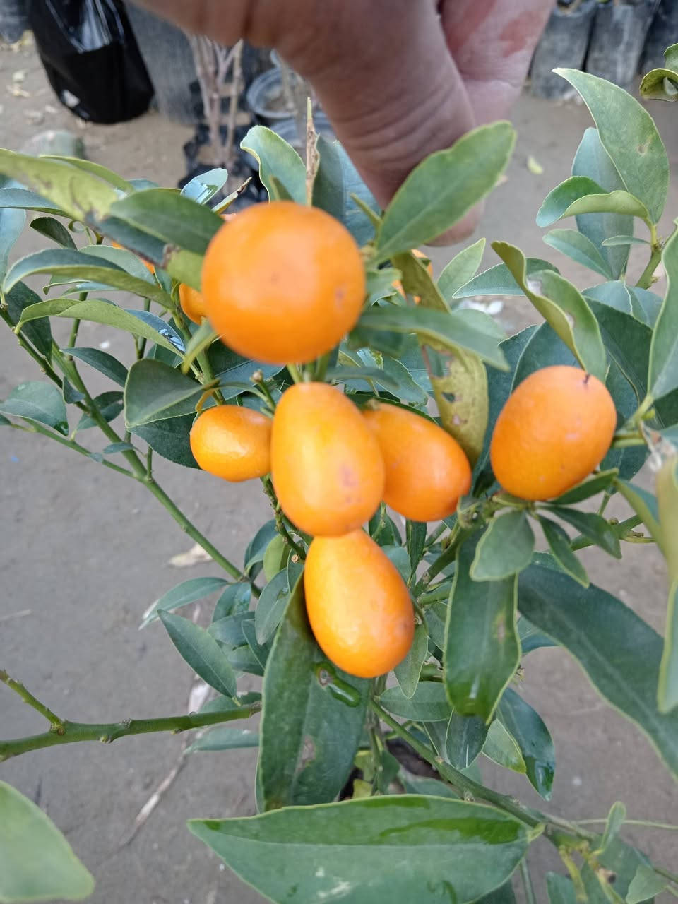 بسم الله ♥

متوفر برتقال ياباني قزمي شايل حمل خير من الله 

سعر الشتلة 10 الاف فقط 😍

#العنوان_القائم_حصيبة 
شارع ابو رندة القديم شارع صيدلية النبع مقابل قرطاسية ديار الأمل 

الإتصال *********** مشتل ابوبكر
