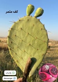 تين شوكي • أحمر • كمية محدودة