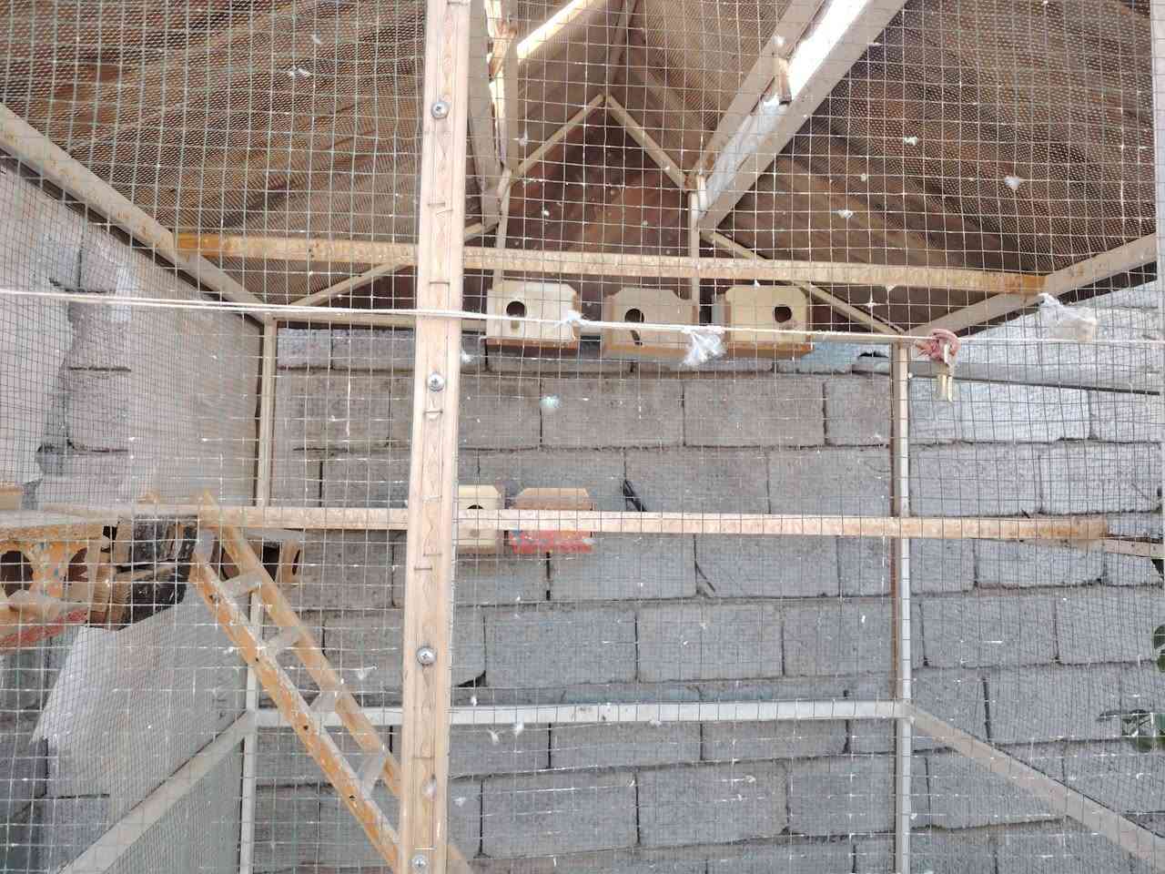 من رخصه صاحب الكروب
السلام عليكم قفص بلابل هوه وغراض بي ارتفاع 2 ونص وعرض 1.50
حديد شغل درجه اولئ ومغلف خشب
250 رايده جديده الشط
***********
