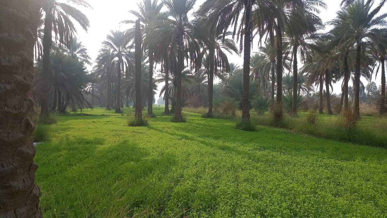 السلام عليكم
٤٣دونم طابو سند ٢٥ فلاحه ملاجه
السعر ٦٥مليون مع المجال البسيط
العنوان الحسينيه تبعد عن سوك العطيشي ٣كم أو أقل وعن التبليط الفرعي ٥٠م
غير متواجد عالفيس 
استفسار اكثر الإتصال  على الأرقام التاليه 
***********
***********
أومراجعة مكتبنا (مكتب جوهرة الإخلاص)
 الكائن في الحسينيه مجاور  مطعم سيد فلاح تيل ٣٥٤
