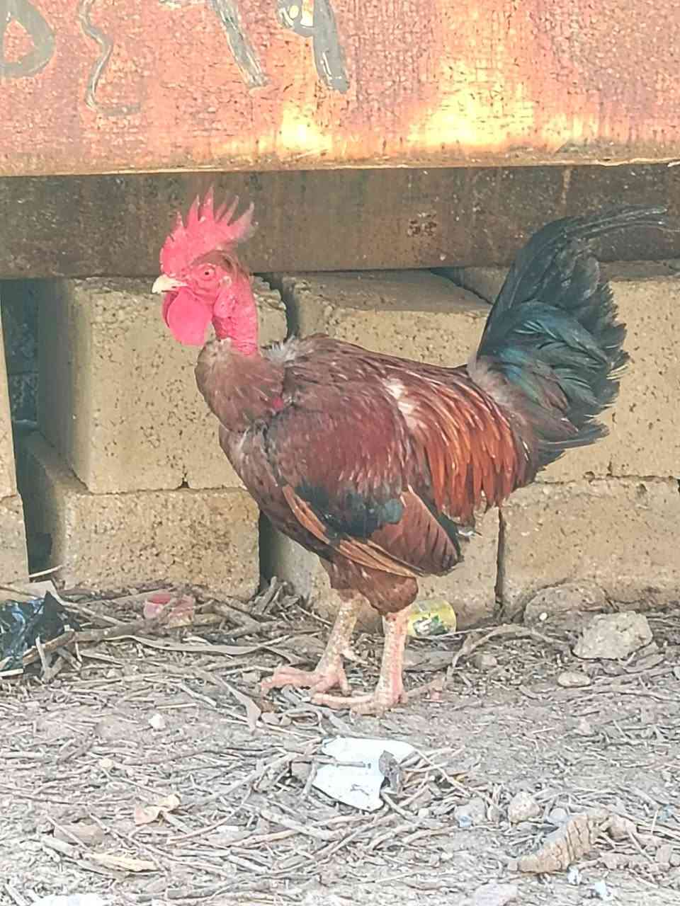 سلام عليكم
للبيع ديج +3دجاجات بياضات 
مكان سليمان بيك


**إذا كنت صاحب هذا الإعلان وتريد حذفه لأي سبب، رجاءا أرسل رسالة إلى الدعم الفني**