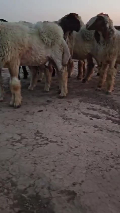 فطايم كريشيات خط اول العدد 8المكان الكوت الدجيلي واكو خدمة توصيل والشراي يتصل ****************************
